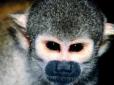 Наші рулять: Мавпа з українського зоопарку побила світовий рекорд