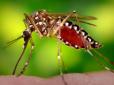 Хіти тижня. Щастить же людям!: Названа єдина в світі країна, де немає жодного комара