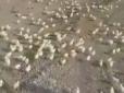 Жовте море: У Грузії з викинутих на смітник яєць вилупилися сотні курчат (відео)