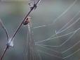 Чорнобильську зону відчуження оплели тенетами хижі павуки (фотофакти)